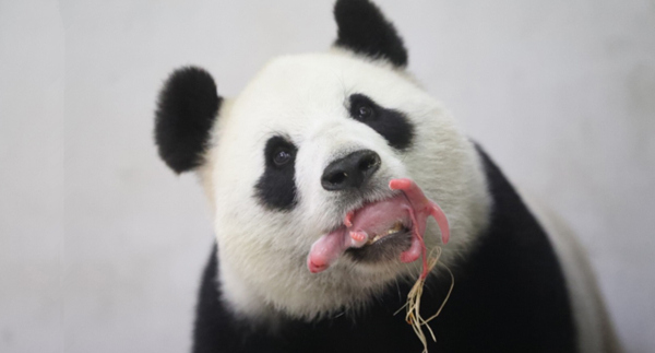 Chinese panda Hao Hao in Belgium gives birth to baby