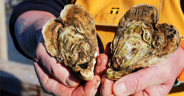 Frenchman creates heart-shaped oysters for Valentine