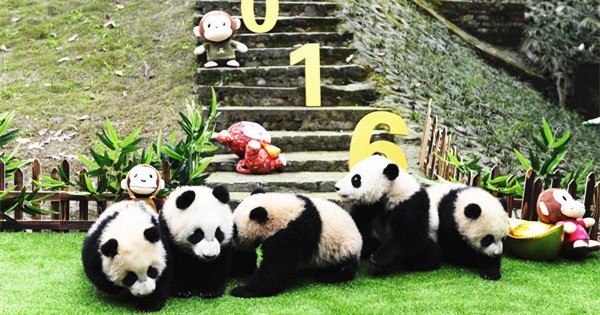 Giant pandas join Spring Festival celebration 