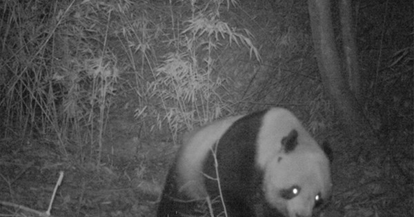Wild panda spotted in NW China county
