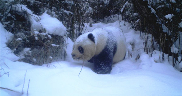 Infrared cameras record wild giant pands in NW China