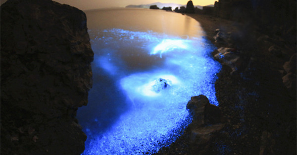 Dalian seashore glows blue thanks to wonders of nature