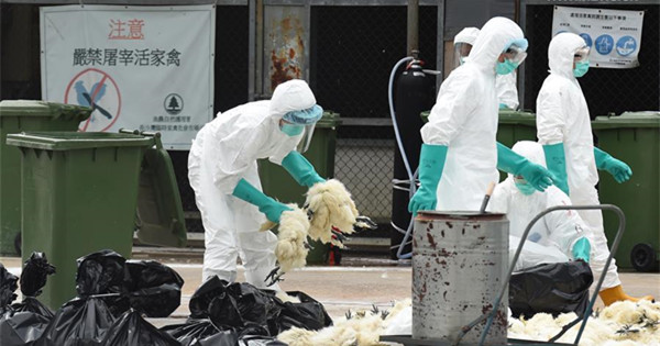 HK suspends live poultry trade after H7N9 bird flu detection