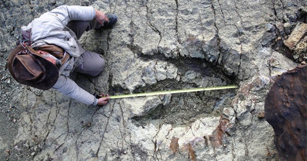 Meter-wide dinosaur print found in Bolivia