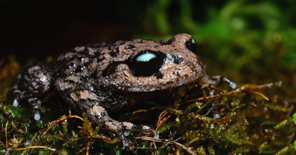 New amphibian species found in SW China 