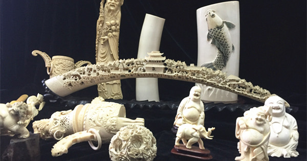 Customs seize 101.4 kg of ivory from Japan