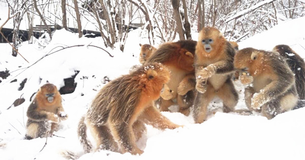 Pure happiness: monkey have snowball fight at Shennongjia Natural Reserve 
