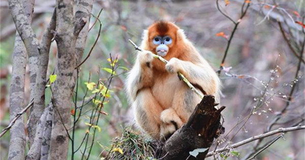 Population of golden monkeys on rise in Qinling Mountains