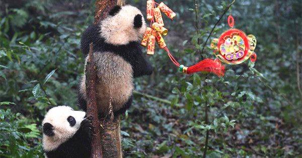 Panda cubs pose for New Year greetings in Sichuan