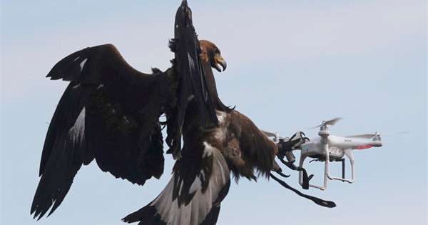 France enlists eagles to intercept flying drone