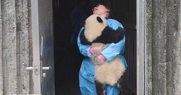 The work of panda caretaker is fun and hard 