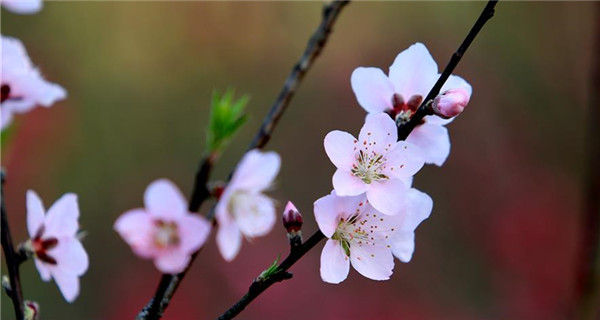 Trees blossom across China as temperature rises