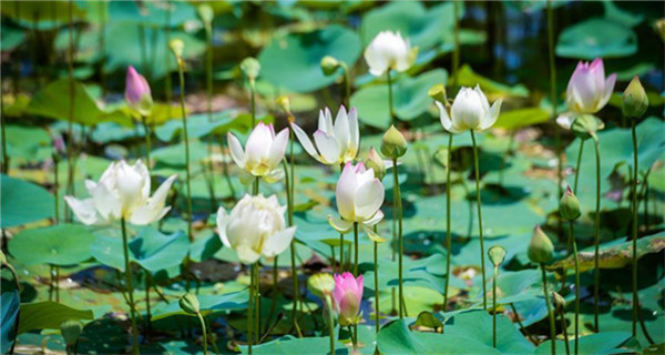 Lotus ponds open to public in E China