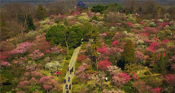 Plum blossoms in early spring fascinate tourists in Nanjing