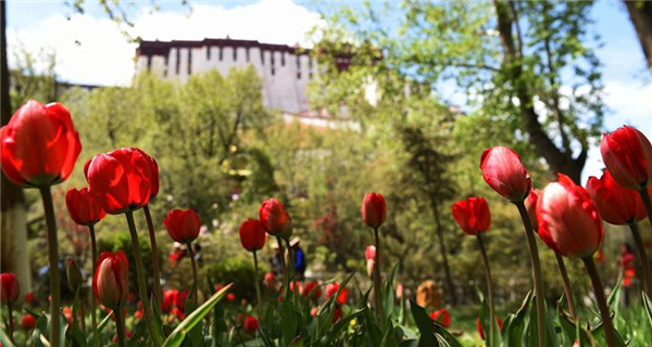 Tulips bloom in Lhasa