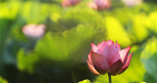 Another season for appreciating lotus comes after summer solstice