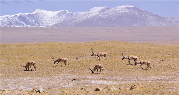 Wild animals seen along Qinghai-Tibet Railway
