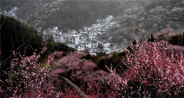 Scenery of blooming plum flowers in China