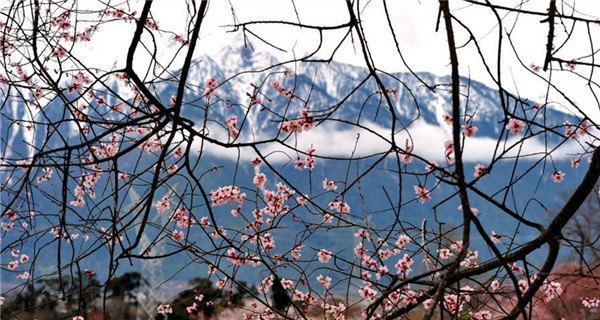 Peach blossoms pictured in front of snow mountain in Tibet