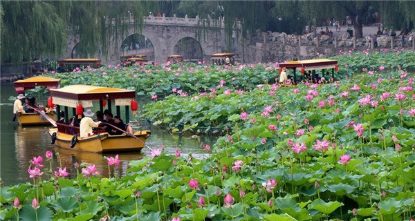 Lotus flowers blossom across China
