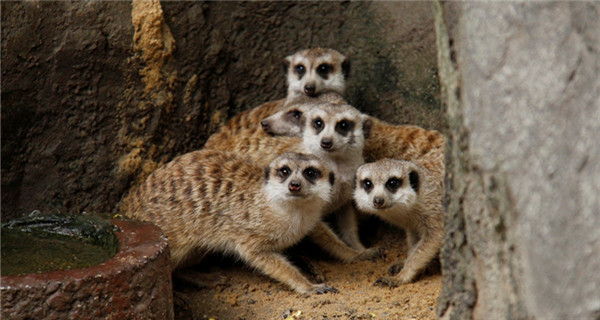 Meerkats from Africa meet visitors at Shanghai zoo
