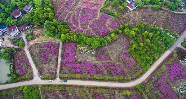 Azalea blossoms in Zhejiang