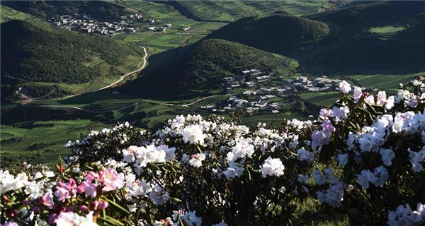 Alpine azaleas bloom on Wumeng Mountain