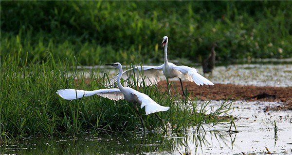 Xinanjiang River becomes heaven for egrets
