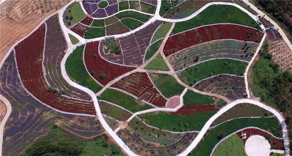 Aerial view of flower fields by Huayu Lake of Nanning