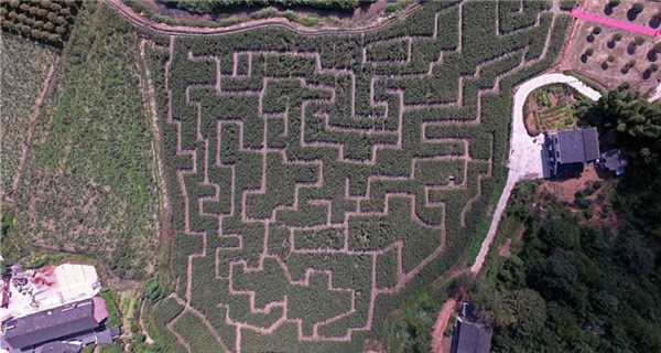 Corn maze built to attract tourists in Hunan