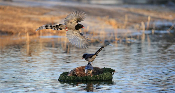 Birds frolic at Olympic Forest Park in Beijing
