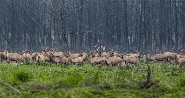 Nature reserve sees number of elks increase to 1,000 in Hubei