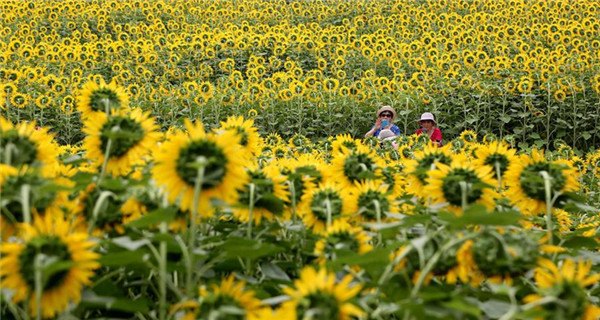 Sunflowers enter blooming season at Olympic Forest Park in Beijing