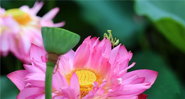 Mantis plays on the lotus flower in Jiangsu