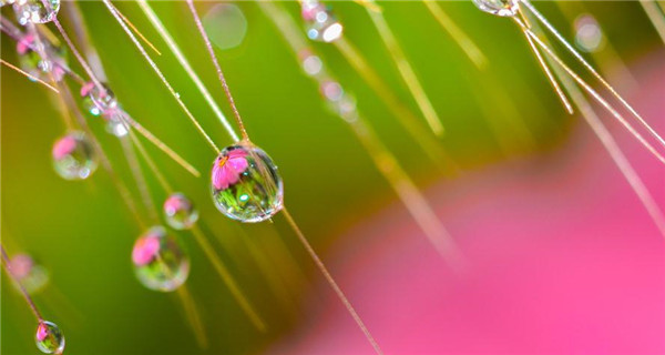 Amazing dewdrops on garden plants