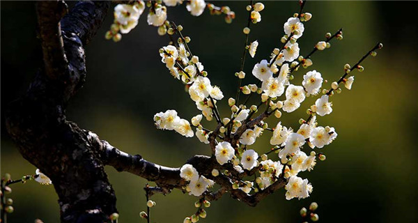 Plum blossoms seen in Maihuayu village, Anhui Province