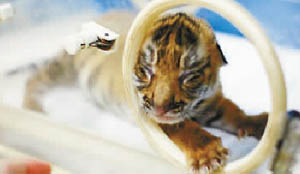 The baby tiger Lele is the 103rd South China tiger bred in captivity.
