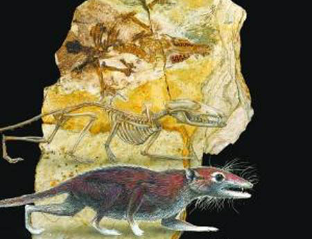 The restored skeleton and body of the Jurassic mammal Juramaia.