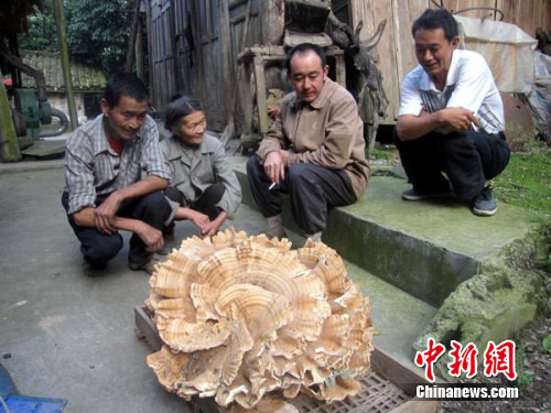 The astonishing mushroom, weighing 22 kilograms, is half a meter tall with a diameter of 1 meter and looks like a jumbo flower.