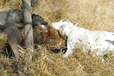 A group of dogs are savagely attacking a wild boar during a pig hunt activity organized by several residents in Beijing. (Photo: Beijing News)