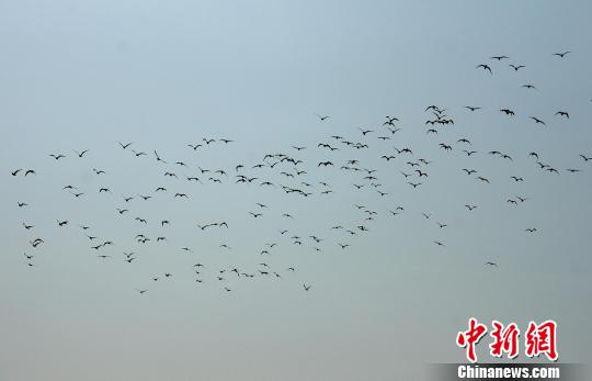 With 4 million birds representing 298 species migrating to the area, the Yellow River Delta Nature Reserve has entered its annual zenith of bird watching seasons.