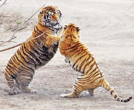 Two Siberian tigers wrestle at the Heilongjiang Siberian Tiger Park. The number of the captive tigers is increasing even as they are threatened in the wild. [Photo/Xinhua]