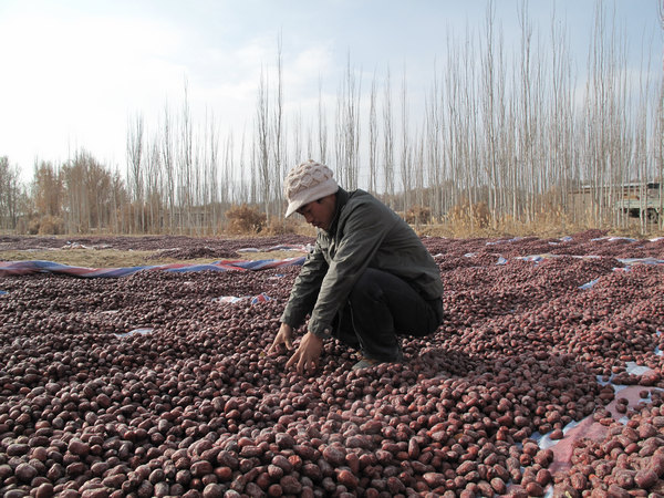 Tang Jianbo, 26, a farmer in Alaer in Northwest China's Xinjiang Uygur autonomous region, checks dried jujubes in his field before loading them onto a truck for delivery to Shanxi province. Shao Wei /