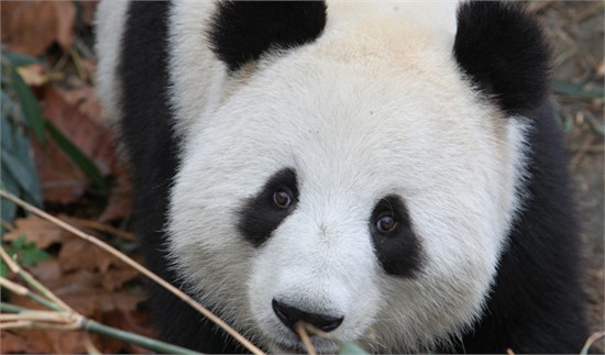 Giant panda Xing Rong, which will be transferred to the Dujiangyan Reintroduction Research Center.Photo: Xinhua