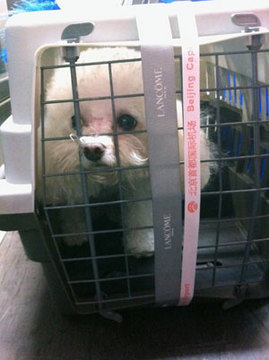 The dog that was shot dead at Meilan International Airport in Haikou, Hainan province, is seen at the Beijing Capital International Airport on Monday, before boarding a Hainan Airlines carrier.