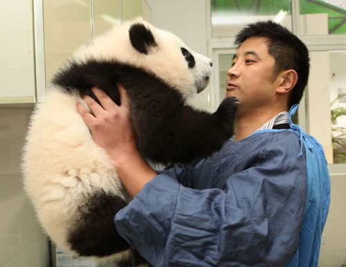 Zhang Yahui, an asistant at the Bifengxia Panda Base, checks the weight of a 4-month-old panda. Photo: China Daily)