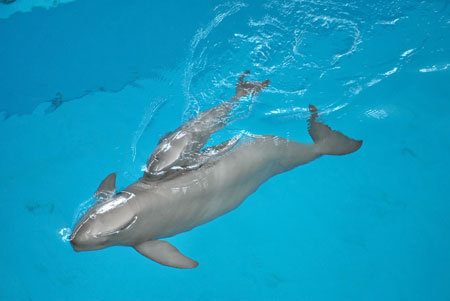 The number of finless porpoise in the Yangtze River is declining by 6.4 percent on average each year. 