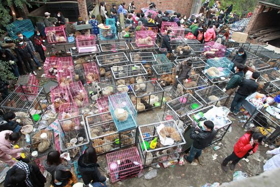 More than 1,100 saved dogs are kept in cages at a nearly 1,000-sq-m unused workshop in the suburbs of Chongqing on Jan 17. 