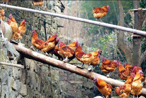 The chickens reared by Yang Sizhong are said to be unafraid of foxes and eagles.��China Daily)