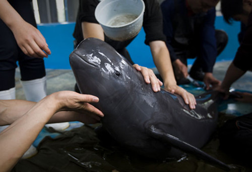Researchers from the Institute of Hydrobiology in Wuhan, capital of Hubei province, check the health of a rare finless porpoise that was shipped from Poyang Lake.